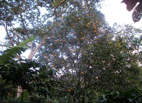 Elba took this picture of an orange tree growing amongst coffee...lending the coffee a fruitier taste. 