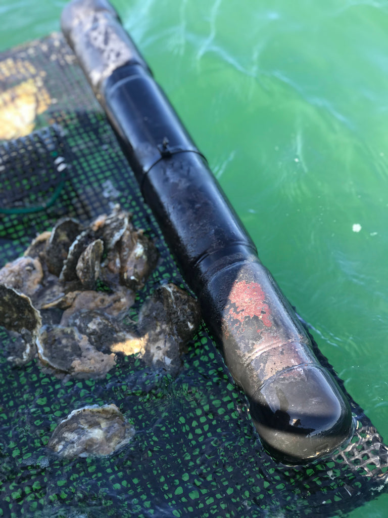 Oysters in Bag