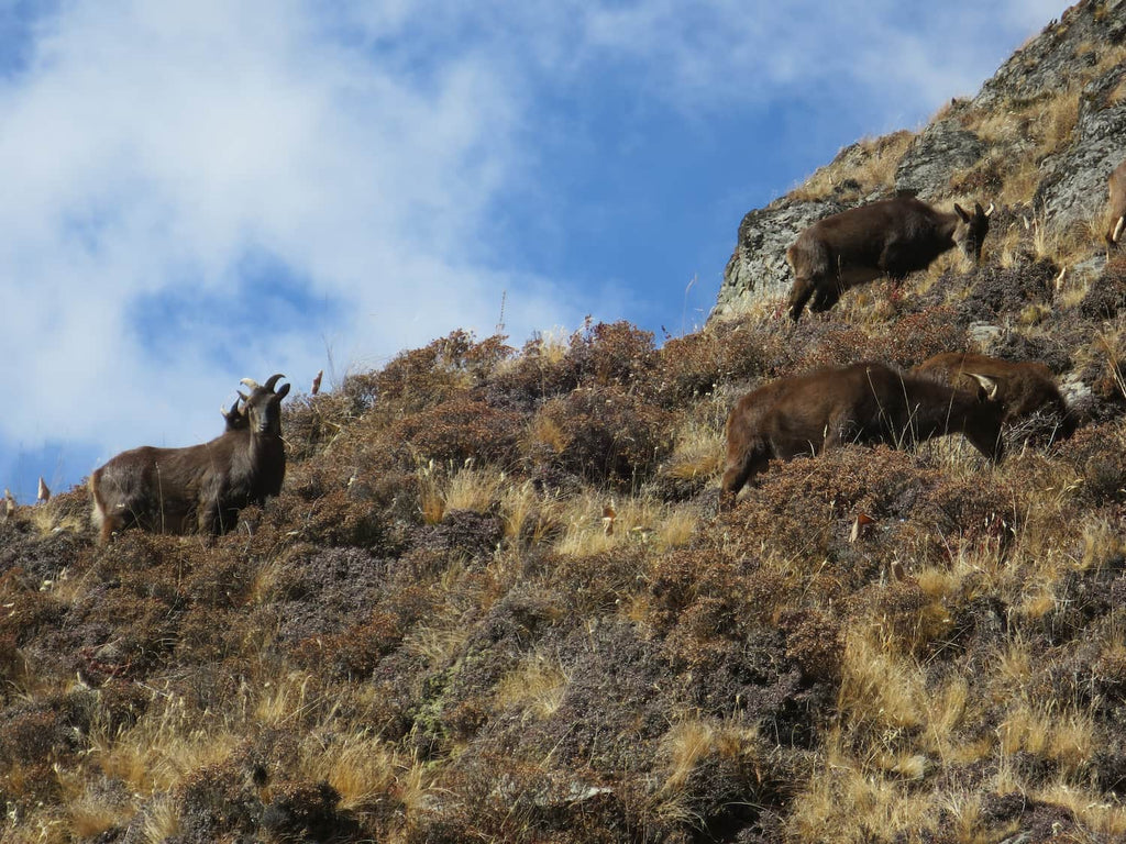 Local wildlife watches on as hiker treks through to the Annapurna Base Camp