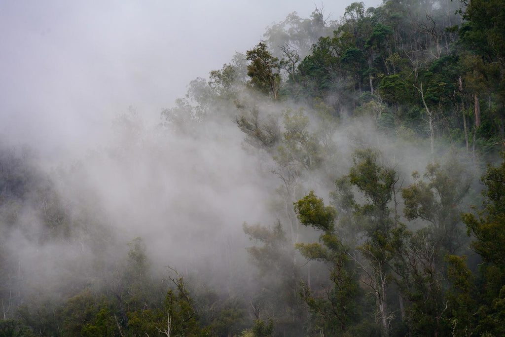 Tasmania Central Highland mist through the trees