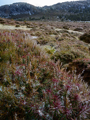 Tasmania's Central Plateau