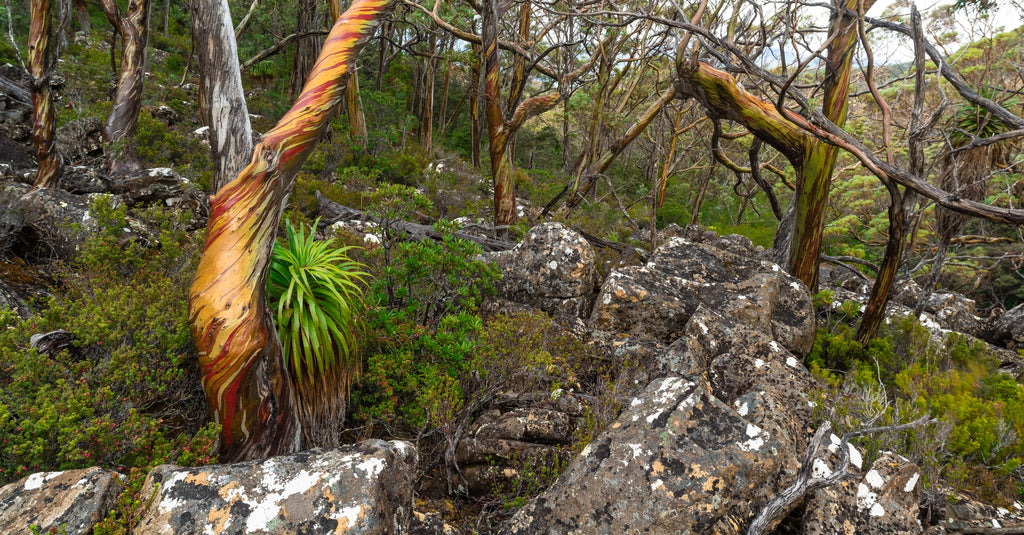 Colourful snowgums in Tasmania by Geoff Murray