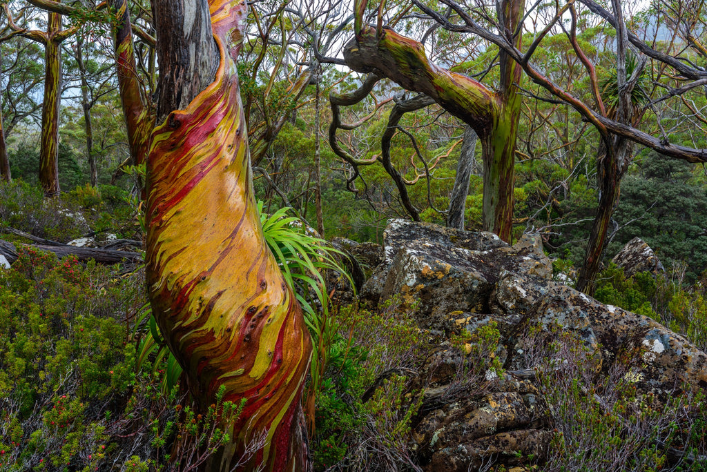 Colourful snowgums in Tasmania by Geoff Murray