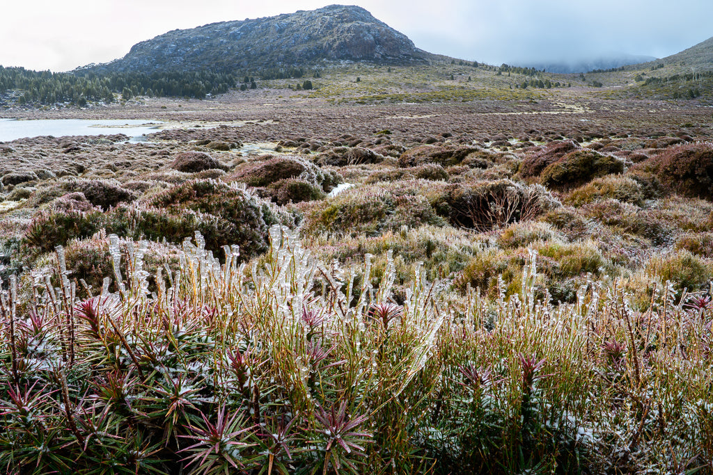 Tasmania's Central Plateau