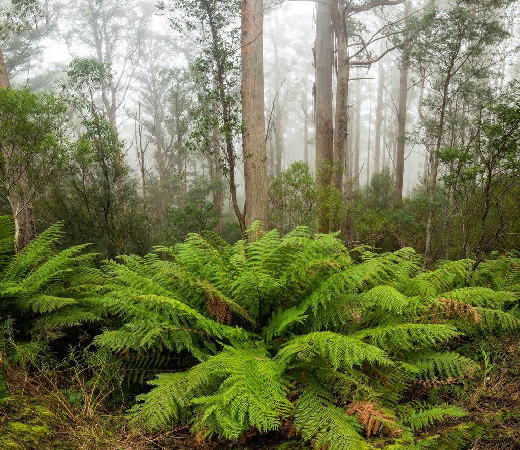 Fern tree, Tasmania. By Geoff Murray