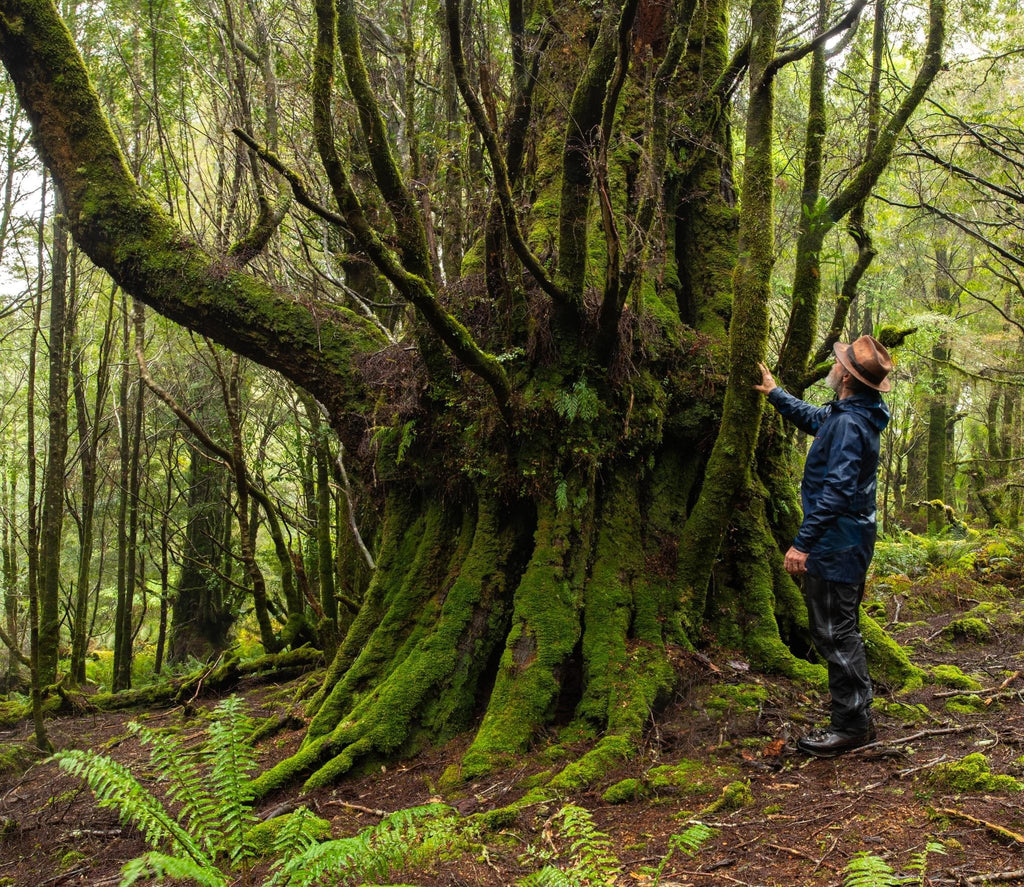 Geoff Murray. Myrtle Beech trees or Nothofagus Cunninghamii, an ancient tree dating back to the time of Gondwanaland