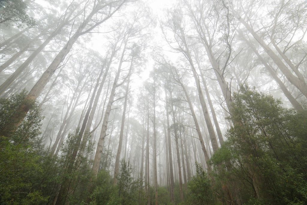 Tall trees Tasmania, by Geoff Murray