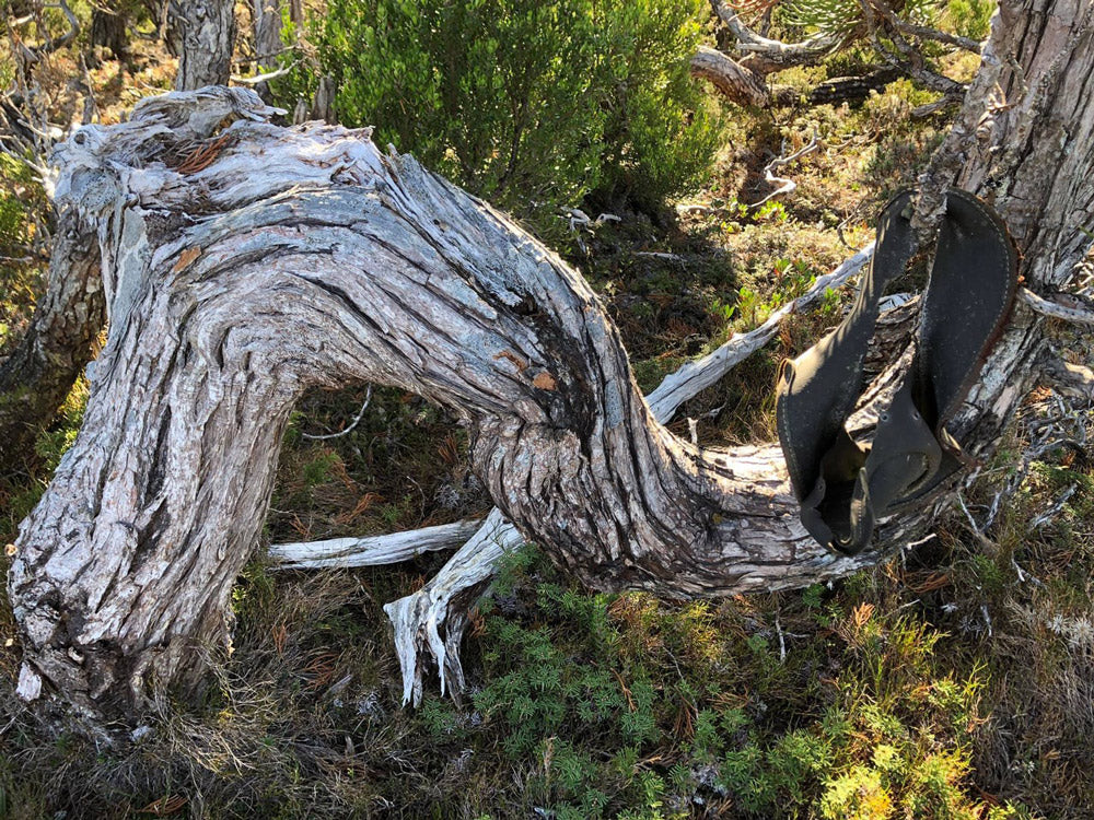 The Fagus Tasmania