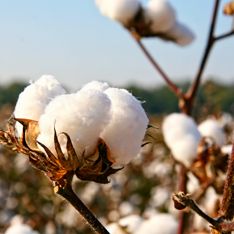 Mako Egyptian cotton growing in a field
