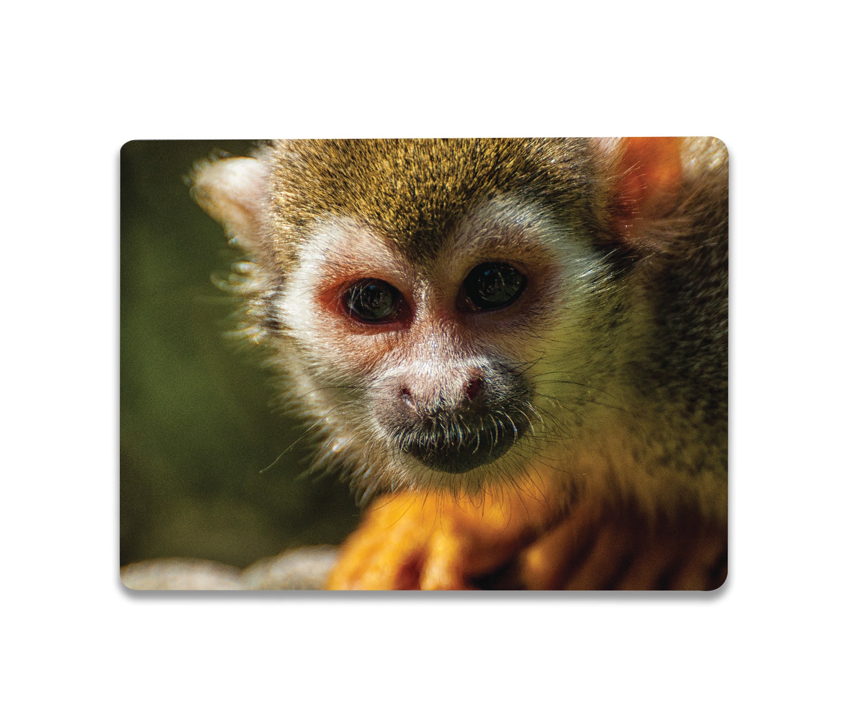 Squirrel Monkey