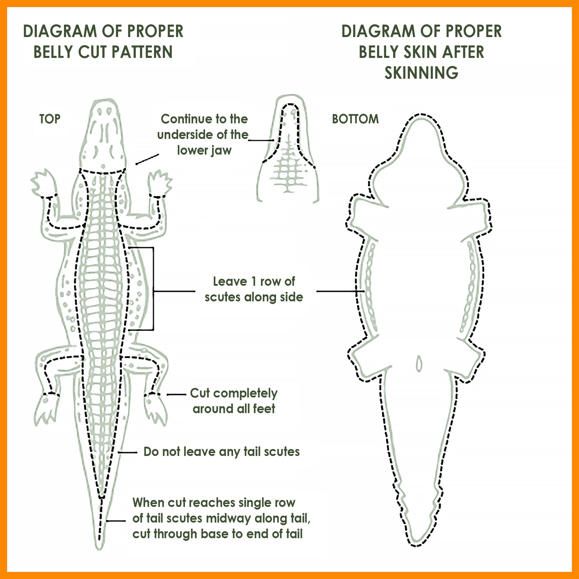 Belly cut Alligator skin diagram from Strapcode watch bands