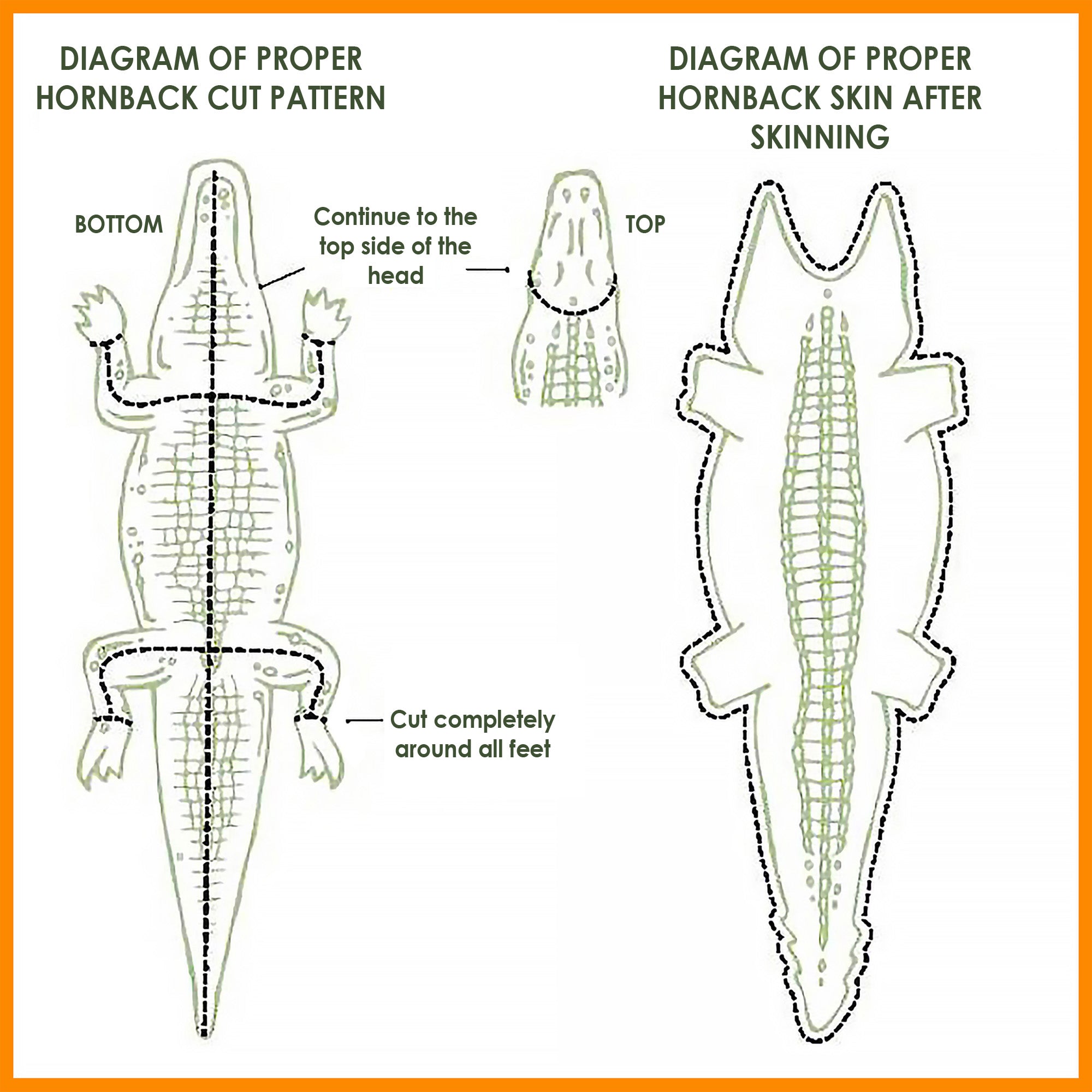 Hornback cut Alligator skin diagram from Strapcode watch bands