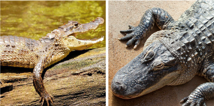 difference between alligator and crocodile skin