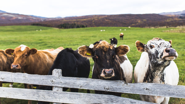 Gelatin Capsule Cow Bovine - BHB Health