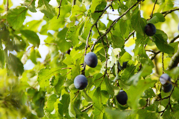 autumn plum tree