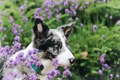 lavender oil and dogs