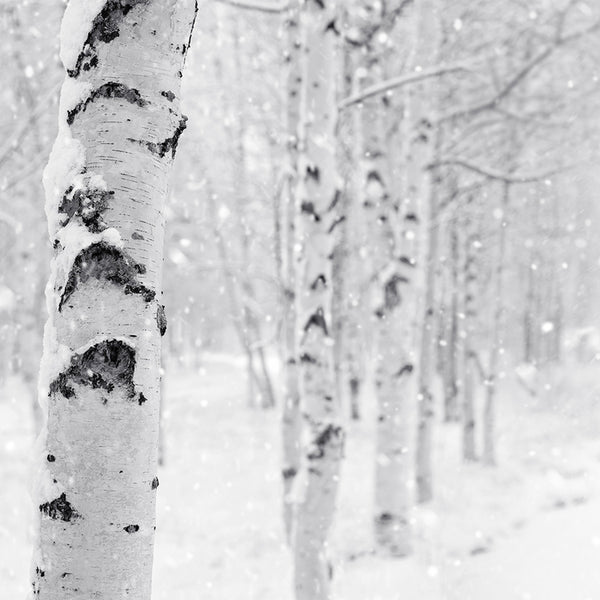 White Birch: The Scent of a Winter Wonderland