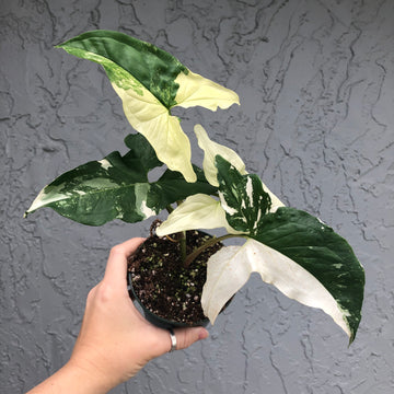 Epipremnum Pinnatum Albo #1 – Plant Friends ATL