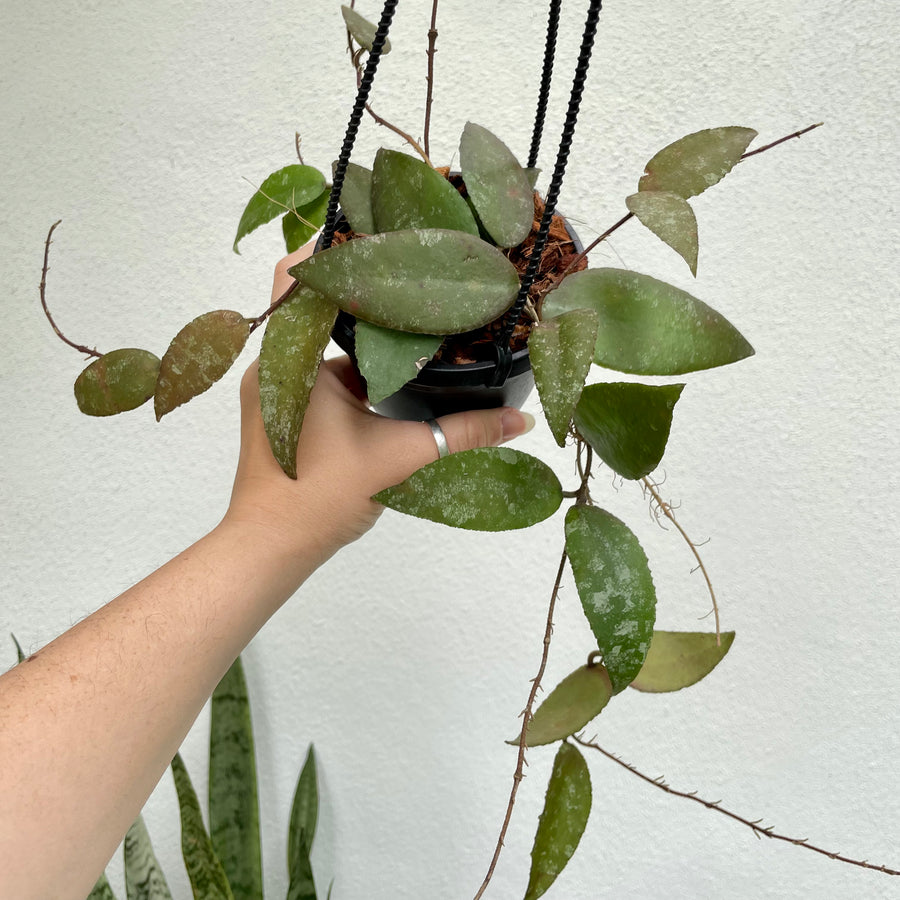4” Hoya caudata sumastra - long vines