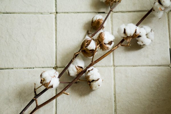 Discover the benefits of organic cotton clothing