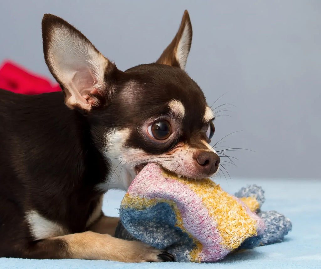 A chihuahua dog chewing on socks