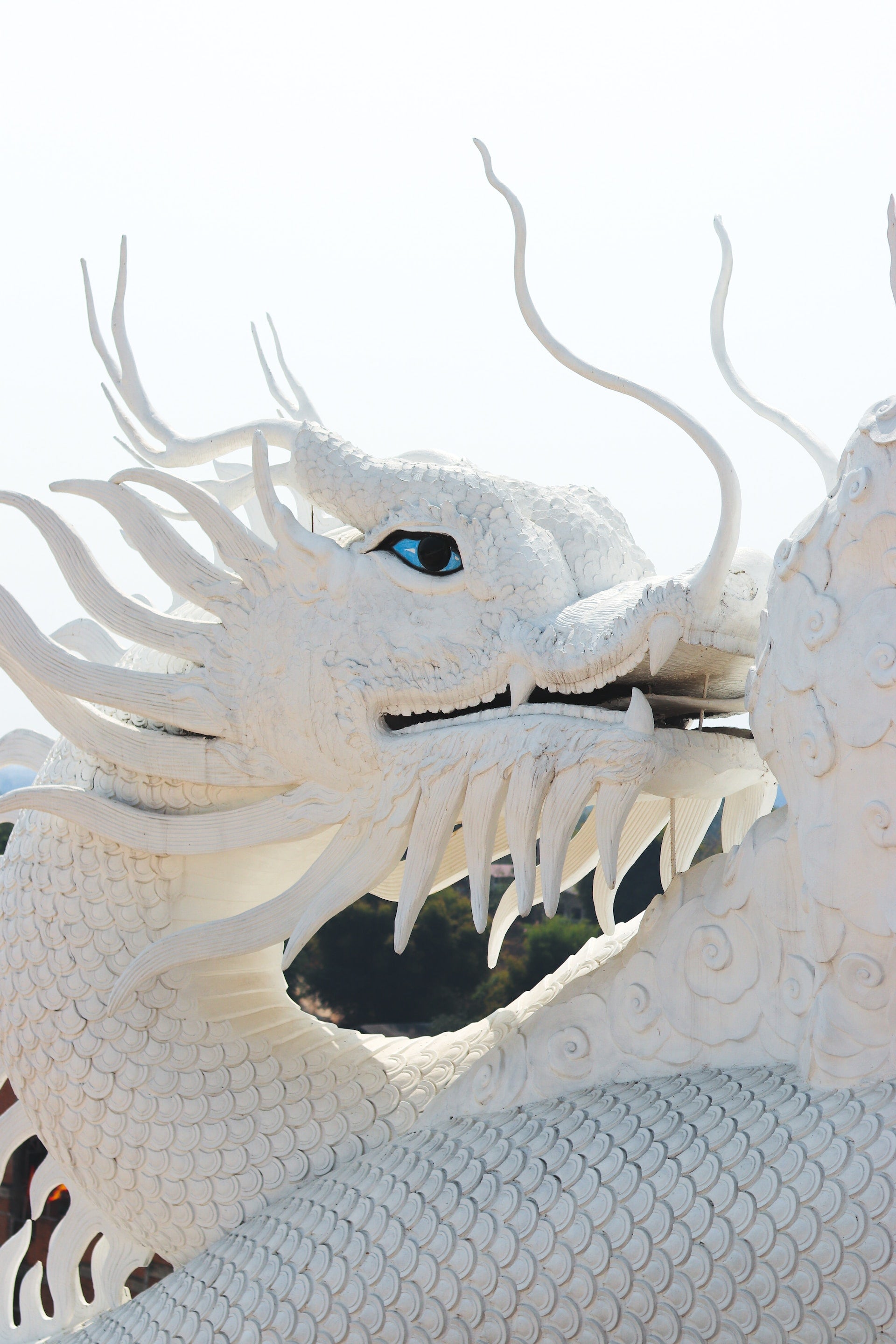 white-dragon