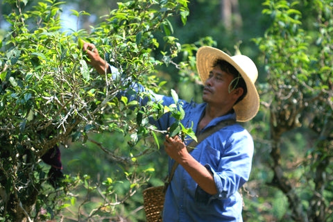 Pu Erh teplukking