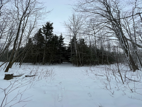 A snowy path with trees and branches