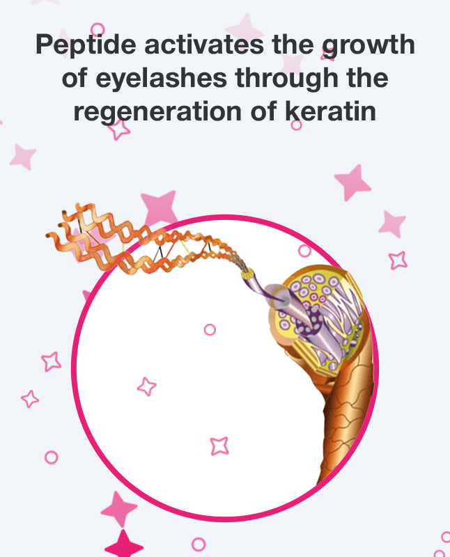 Peptide activates the growth of eyelashes through the regeneration of keratin