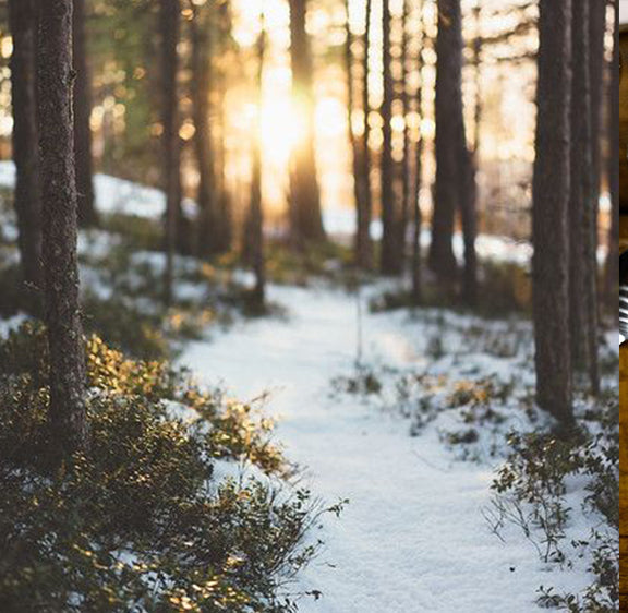 forest in winter