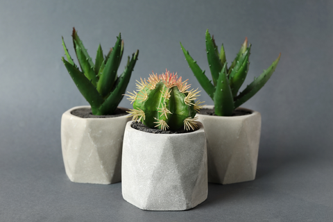 Artificial Succulents