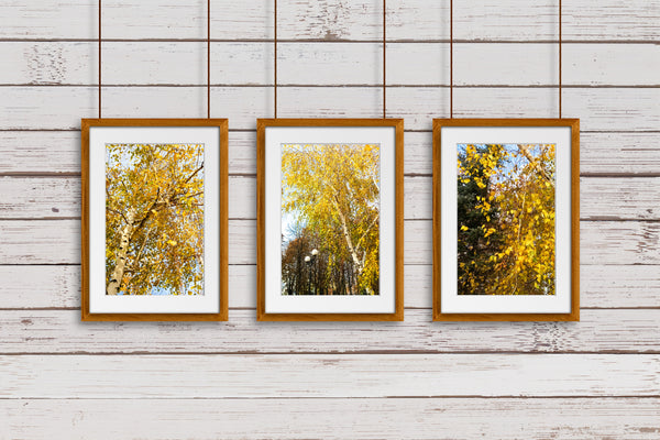 three pictures on a wall with fall leaves and trees