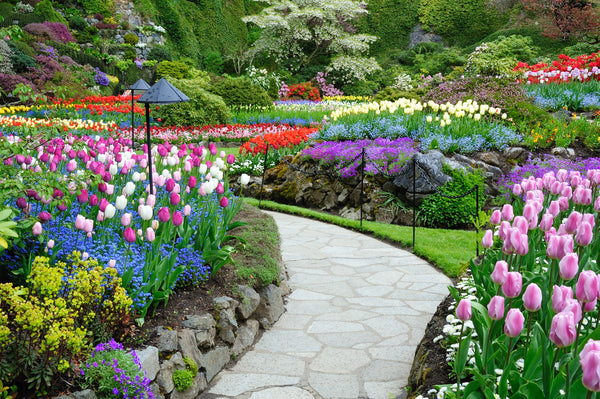 A relaxing garden pathway lined with pink, blue, and yellow flowers