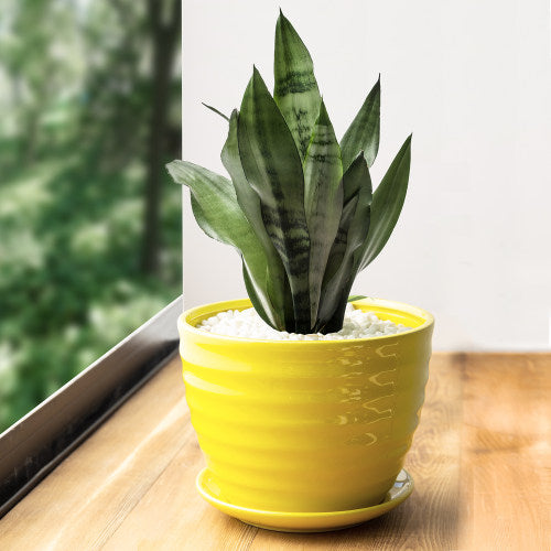 Yellow Ceramic Ribbed Design Flower Pot w/ Saucer – MyGift