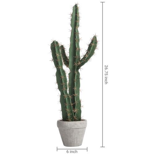 27 cactus