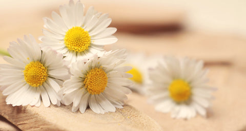 chamomile