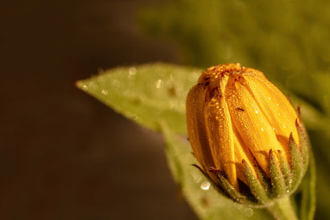 calendula