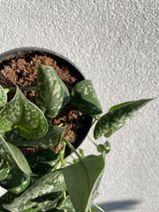 Signs of underwatering, the soil has shrunk and moved away from the sides of the pot creating a gap.