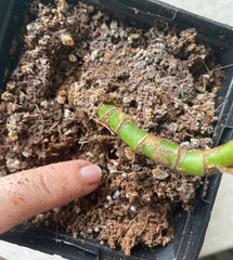 test your soil to see if you plant needs to be watered. Stick your finger in to see if it feels damp below the sueface