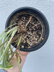 Signs of underwatering are when the soil has shrunk in away from the sides of the pot. Artful Green for plant advice.