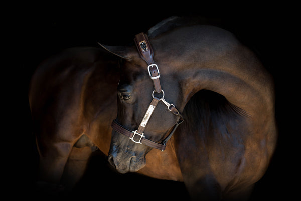 The NIGHTWATCH Smart Halter