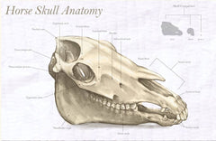 Equine Skull With Anatomy