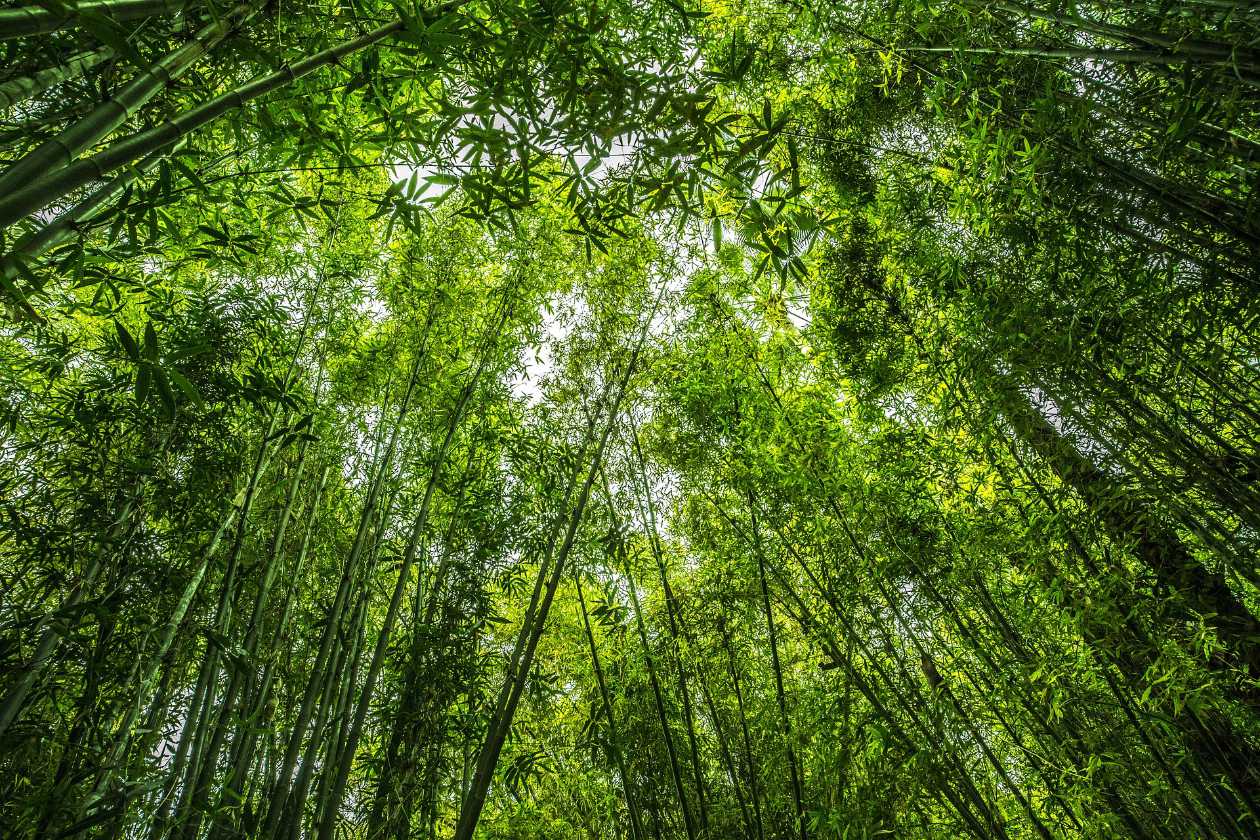 A rich, green bamboo forest.