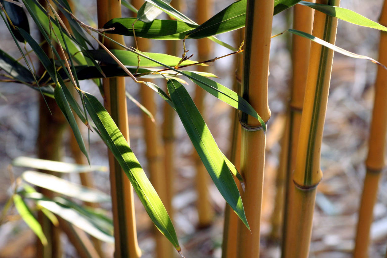 A bamboo tree with leaves soaked in sunlight.