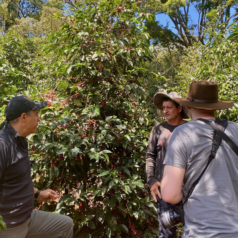 Francisco Mena of Exclusive Coffees, Erasmo Aguilera and OCR Green Buyer Roland in front of a very tall and unpruned SL28 (Kenya) coffee tree