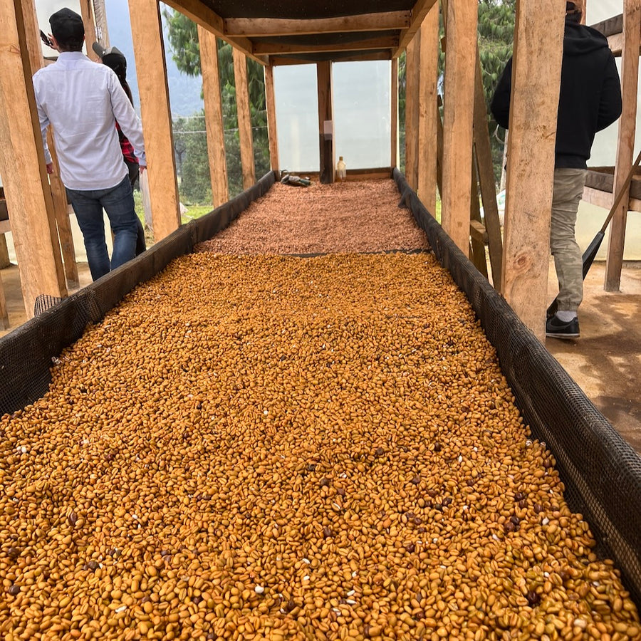 Coffee drying at the Renacer micro-washing station in La Sierra, Medellín, Colombia