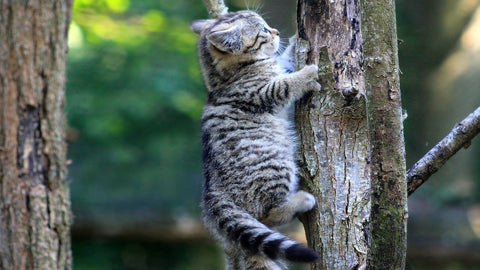 cat climbing tree