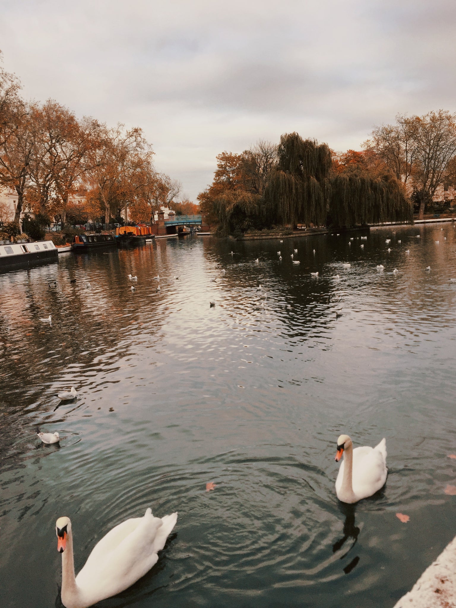 swans at maida vale regents canal, little venice london