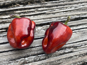Crimson Horizon (Pepper Seeds)(Limited)