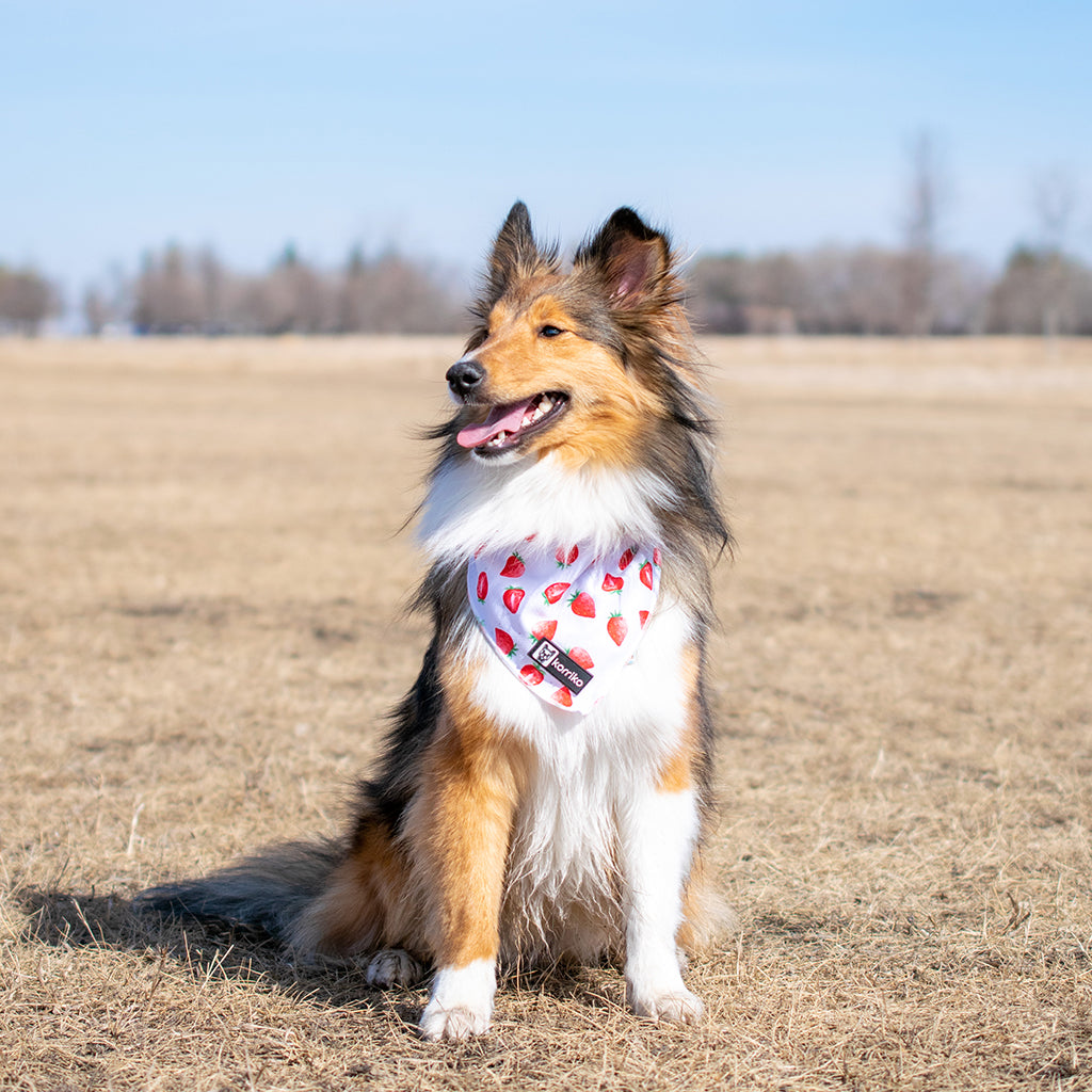 how to make a cooling bandana for dogs